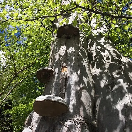 Bukowy Zdroj *